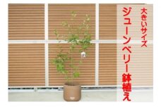 ガーデニング 鉢植え ジューンベリー 大きいサイズ ラウンド 33cmチョコ色 配送不可 北海道 沖縄 離島