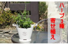 ハーブ 寄植え 摘み取って使う 新鮮 ハーブ 3種の寄せ植え プラ鉢 ホワイト