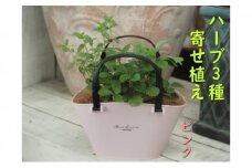 ハーブ 寄植え 摘み取って使う 新鮮 ハーブ 3種の寄せ植え プラ鉢 ピンク