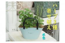 ハーブ 寄植え 摘み取って使う 新鮮 ハーブ 3種の寄せ植え プラ鉢 水色