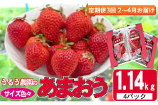 定期便 3回 いちご 発送時期 2026年2月～4月 うるう農園のあまおう サイズ色々 4パック 約1.14kg 配送不可 離島 果物類 フルーツ 安心 安全 美味しい 食べやすい 