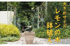 植物 レモン 鉢植え 大きめ サイズ レモンの木 アンティーク テラコッタ 鉢 直径31cm 配送不可 北海道 沖縄 離島