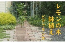 植物 レモン トゲ無し 鉢植え レモンの木 品種 ビアフランカ アンティーク テラコッタ 鉢 直径31cm 配送不可 北海道 沖縄 離島