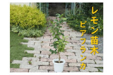植物 レモン 苗木 トゲ無し レモンの木 品種 ビアフランカ トゲ無し 3年生苗