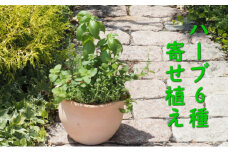 植物 寄植え ハーブ 6種 寄せ植え つぼ丸型 鉢 25cm