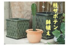 植物 サボテン 鉢植え 柱サボテンの鉢植え つぼ丸型 鉢 17cm