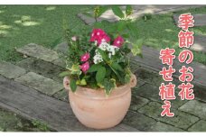 植物 寄植え 花 季節のお花 寄せ植え つぼ丸型 ピンク系 25cm