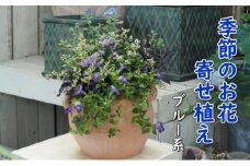 植物 寄せ植え 季節のお花 ブルー系 つぼ丸型 25cm ガーデニング 花