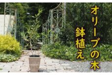 植物 オリーブ 木 鉢植え アンティーク テラコッタ鉢 21cm ガーデニング
