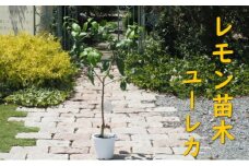 植物 レモン 苗木 品種 ユーレカ 3年生苗 レモンの木 ガーデニング