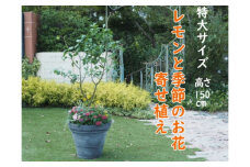 植物 レモン 花 寄植え 特大サイズ レモンの木と季節のお花 寄せ植え ガーデニング 配送不可：北海道、沖縄、離島