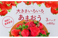 いちご あまおう サイズ いろいろ 3パック（約855g）朝倉限定 イチゴ 苺 果物 フルーツ 配送不可：離島 