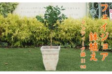 植物 フェイジョアの鉢植え アンティークテラコッタ21cm インテリア ガーデニング