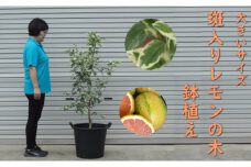 植物 レモン 斑入り レモンの木 ピンクレモネード 鉢植え 黒プラ45cm ガーデニング 配送不可:北海道、沖縄、離島