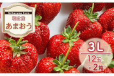 いちご 朝倉市産 あまおう 3L 12玉×2箱 イチゴ 苺 果物 デザート ＜Shibayama Farm＞ ※配送不可：離島