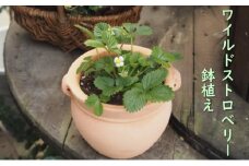 鉢植え ワイルドストロベリーの鉢植え (つぼ丸18cm鉢) 植木鉢 ガーデン ※配送不可：北海道、沖縄、離島