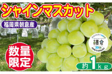 【朝倉市制施行20周年記念企画】 数量限定 シャインマスカット 1～3房 約1kg ゆう美果樹園 シャイン マスカット 葡萄 ※配送不可：離島