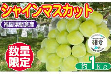 【朝倉市制施行20周年記念企画】 数量限定 シャインマスカット 1～3房 約1kg ゆう美果樹園 シャイン マスカット 葡萄 ※配送不可：離島