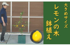 レモンの木 鉢植え 大きめサイズ (緑角鉢32cm) 植木鉢 ガーデン ※配送不可：北海道、沖縄、離島