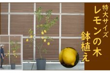 レモンの木 鉢植え 特大サイズ (陶器鉢グレー38cm) 植木鉢 ガーデン ※配送不可：北海道、沖縄、離島