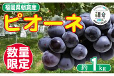 【朝倉市制施行20周年記念企画】 ２０２６年先行予約　葡萄 ピオーネ 1～3房 約1kg 数量限定 ゆう美果樹園 ※配送不可：離島