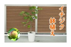 苗木 イチジク 鉢植え 植物 ガーデン インテリア ※配送不可:北海道、沖縄、離島