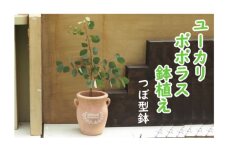苗木 ユーカリ ポポラス 鉢植え つぼ小 植物 ガーデン インテリア