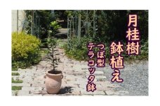 苗木 月桂樹 鉢植え つぼ小 植物 ガーデン インテリア ※配送不可:北海道、沖縄、離島