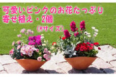 可愛いピンクのお花たっぷりの寄せ植え（舟形Mサイズ）2個