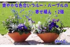 ブルー・パープルの寄せ植え（舟形Mサイズ）2個