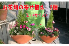 植木 寄植え 可愛いお花畑の寄せ植え L・Mサイズ 2個セット 配送不可 北海道 沖縄 離島