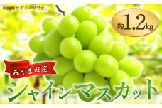A8 【2025年9月上旬から順次発送予定】シャインマスカット 約1.2kg マスカット ぶどう 葡萄