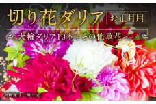 A79 切り花 ダリア （ お正月用 ） 生花 生け花 お花 花 フラワー 