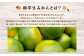 福岡県山川産 極早生 塩みかん(緑) 5kg