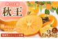 福岡県産 ブランド柿・秋王 約3kg（8～12玉）
