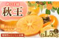 福岡県産 ブランド柿・秋王 約1.5kg（4～6玉）