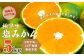 福岡県山川産 極早生 塩みかん(緑) 5kg