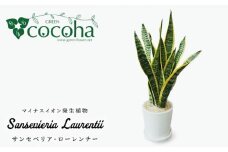 サンセベリア ・ ローレンチー  糸島市 / cocoha[AWB003] 観葉植物 グリーン