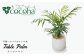 観葉植物 緑 グリーン 室内 インテリア ヤシの木 テーブルヤシ