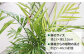 観葉植物 緑 グリーン 室内 インテリア ヤシの木 テーブルヤシ