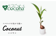 ココヤシ 糸島市 / cocoha [AWB012] 観葉植物 グリーン インテリア