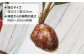 観葉植物 緑 グリーン 暮らし インテリア 植物 鉢 おしゃれ 室内  かわいい