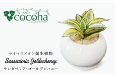 サンセベリア ・ ゴールデン ハニー 糸島市 / cocoha [AWB007] 観葉植物 グリーン インテリア