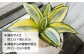 観葉植物 緑 グリーン 暮らし インテリア 小さめ 鉢 おしゃれ 植物 ギフト