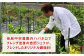 醤油 タレ 漬け物 浅づけ ハバネロ 唐辛子 国産 たれ 調味料