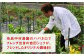 醤油 タレ お試し 少量 国産 ハバネロ 唐辛子 酢醤油 辛い