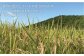 綺麗な山の水で育ったおいしいお米 
