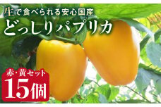 糸島産 肉厚 パプリカ 15個 福岡県  糸島市 / シーブ [AHC032] 野菜 ピーマン
