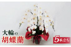 胡蝶蘭 大輪 白 ( 5本立 ) ( お祝い / 開店祝い / 就任祝い )《糸島》【はざま園芸】[AND002]