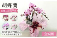 【全6回定期便】胡蝶蘭 お楽しみ定期便 ( お祝い / 開店祝い / 就任祝い ) 糸島 / はざま園芸 [AND003] 胡蝶蘭 お祝い ギフト